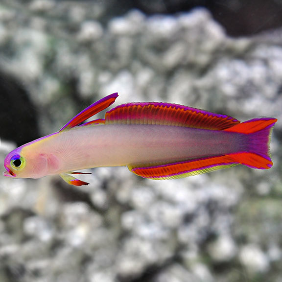 Purple Fire Goby