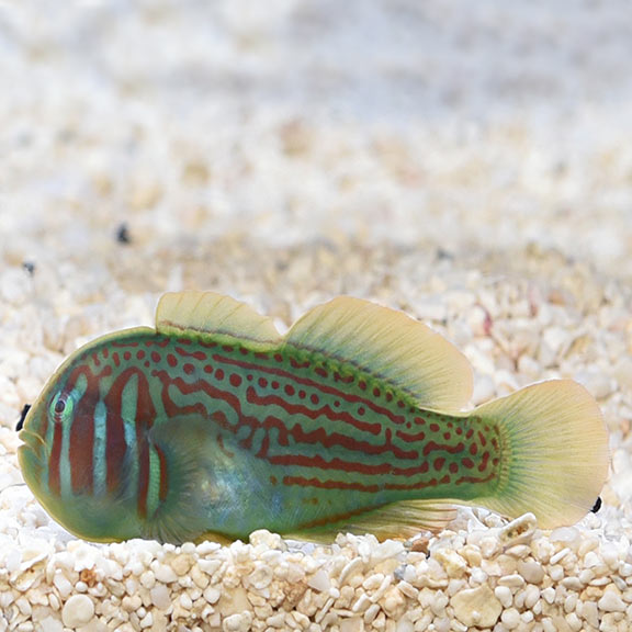Green Coral Goby