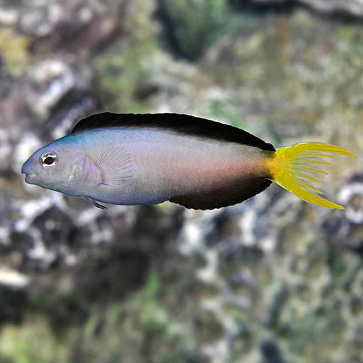 Mossambicus Blenny