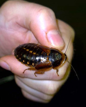 FFA - Dubia Roaches