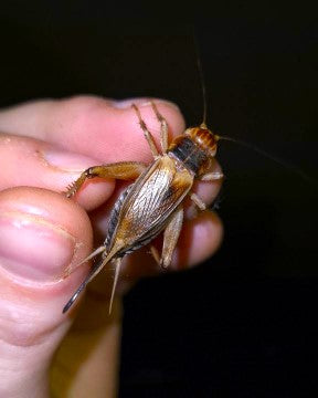 FFA - Red Crickets