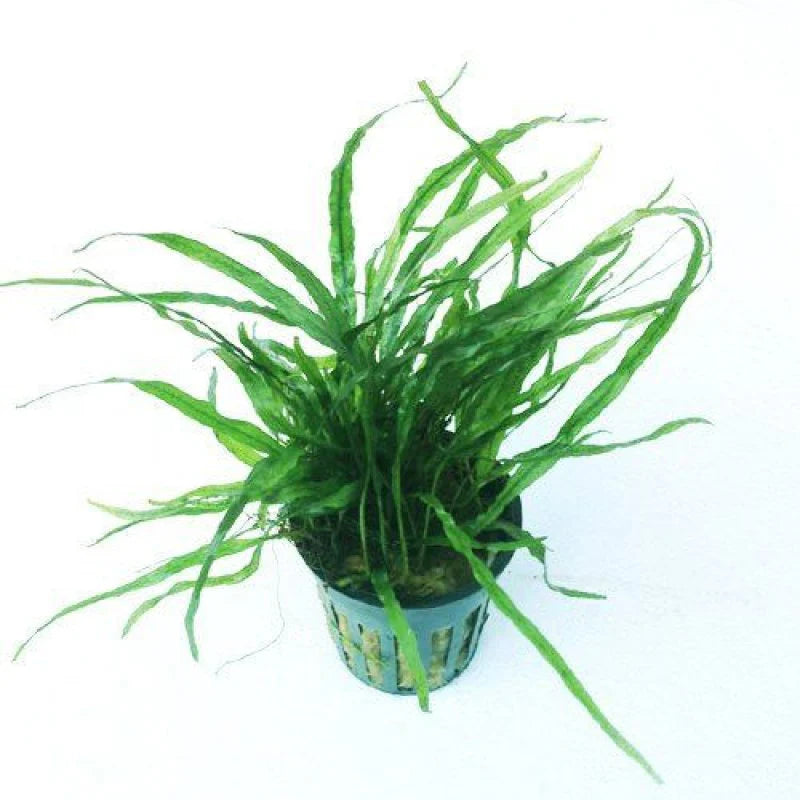 Needle Leaf Java Fern