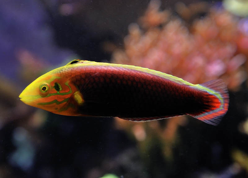 Radiant Wrasse (+-5cm)
