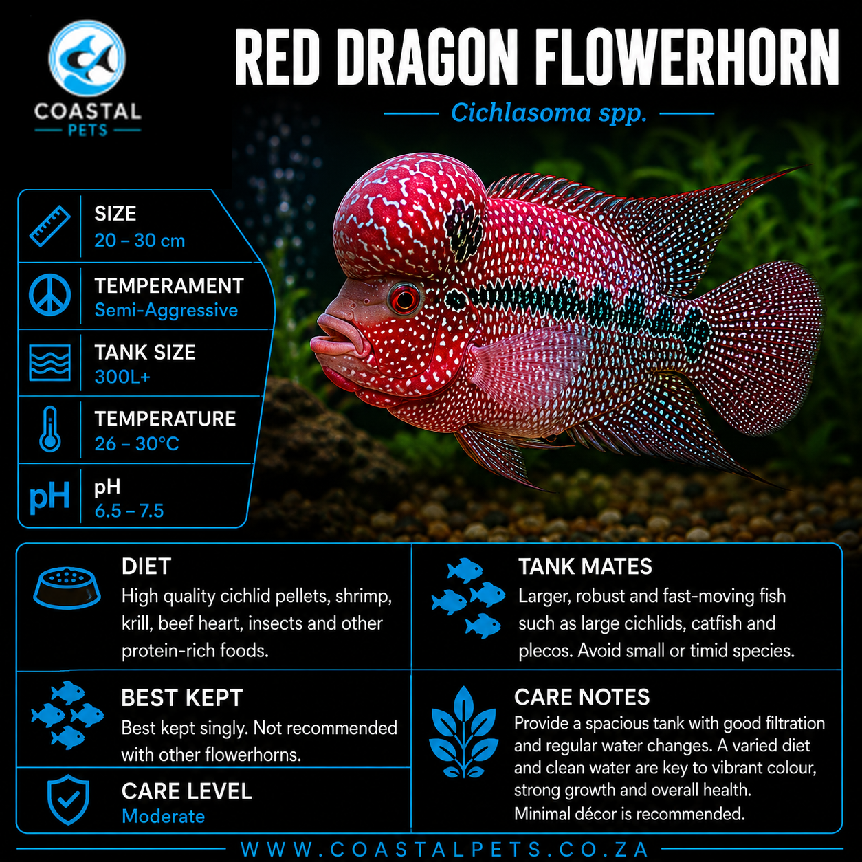 Red Dragon Flowerhorn