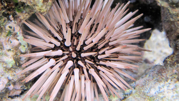 Burrowing Sea Urchin