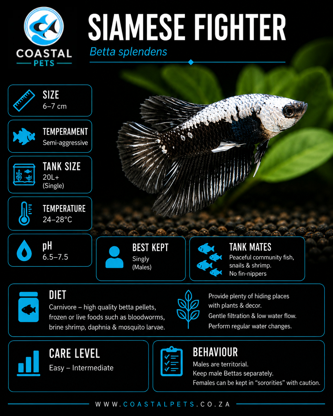 Betta-Black Samurai Male