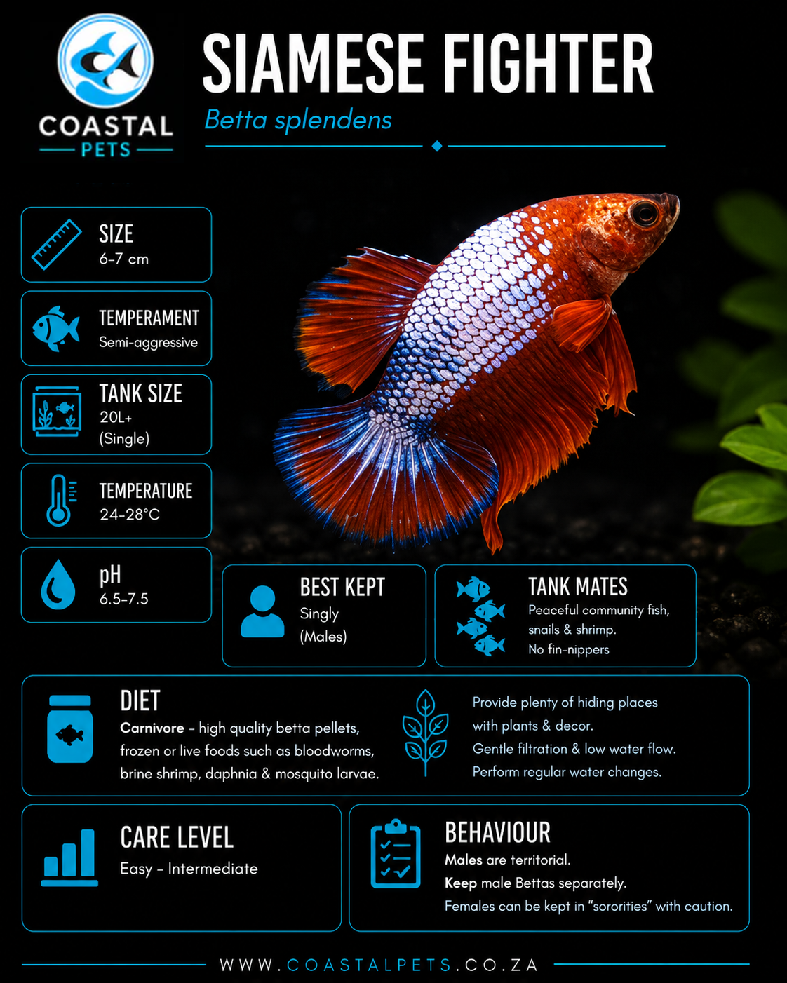 Betta-Plakat AAA Grade