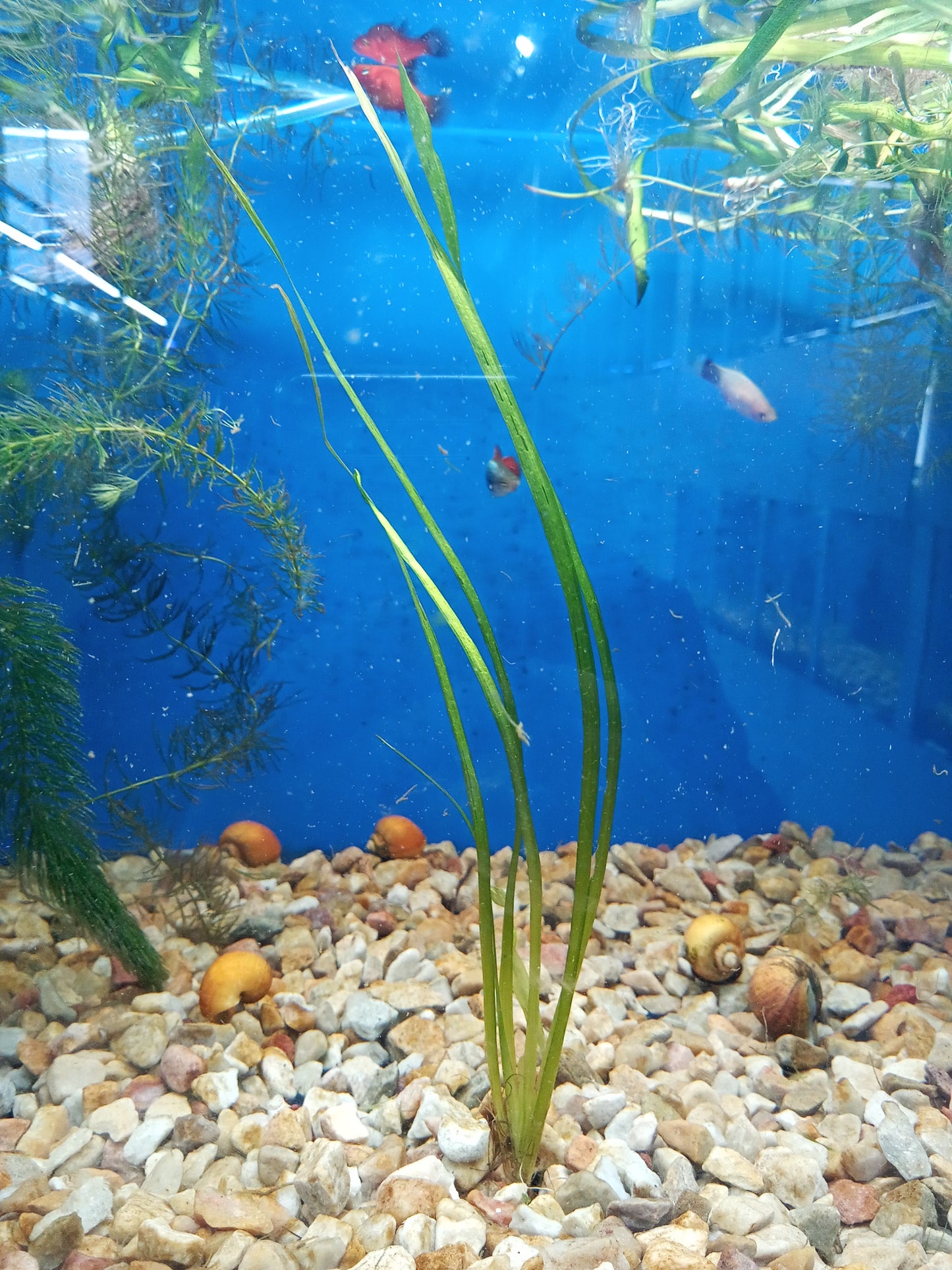 Vallisneria / Strand