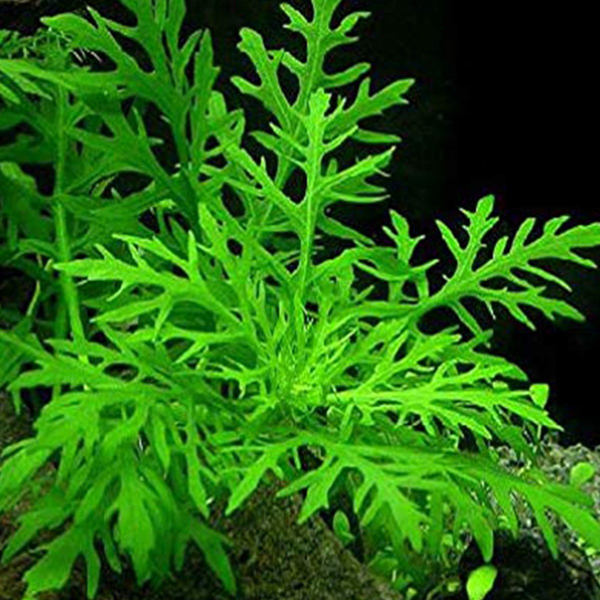 Hygrophila - Local