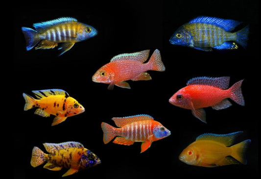 Assorted Peacock Cichlid 35-45mm