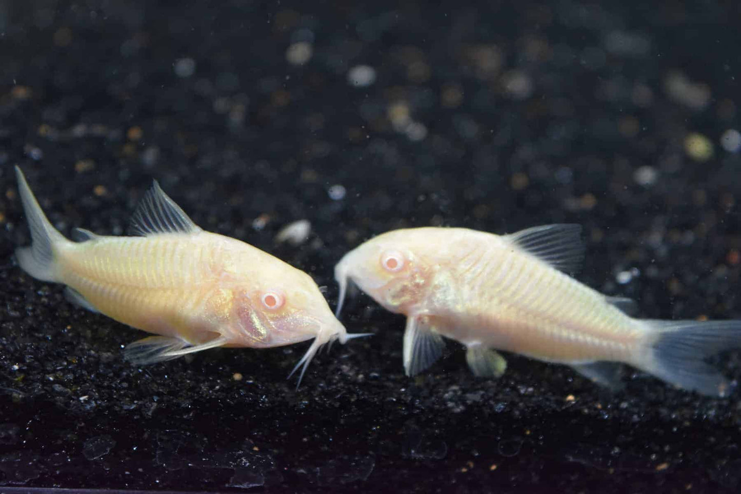 Corydoras-Albino(30-40mm)