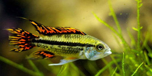 Apistogramma-Cockatoo (40-50mm)
