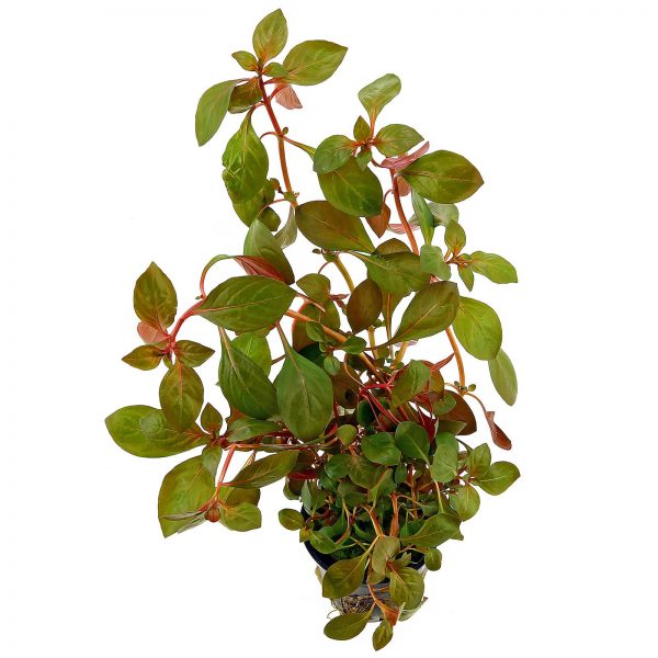 Ludwigia sp Rubin