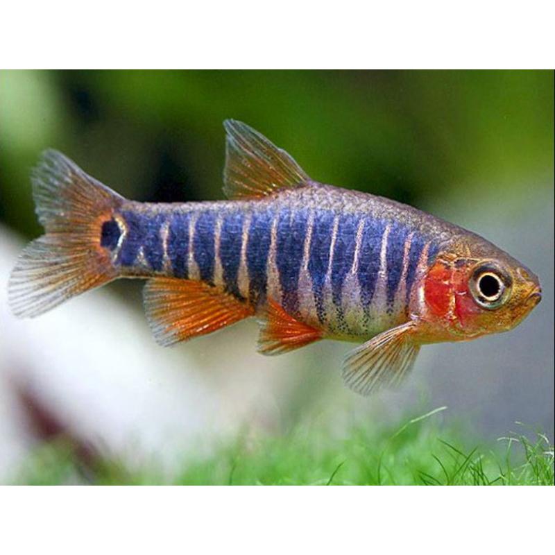 Rasbora-Emerald Dwarf