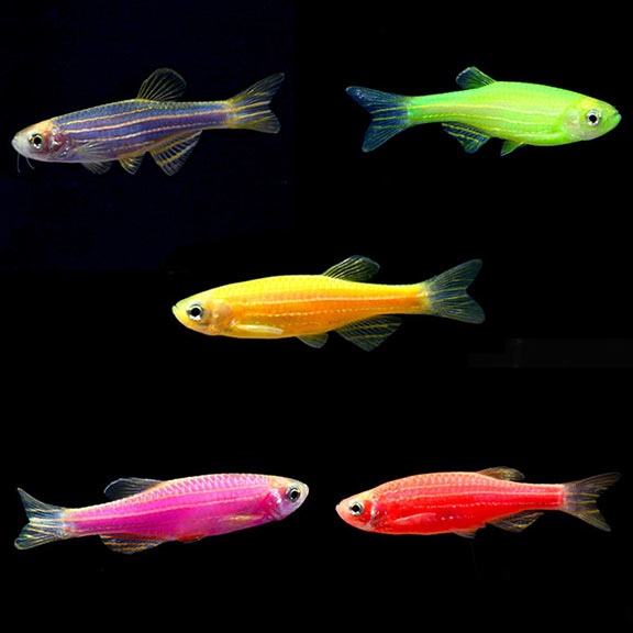 Fluorescent Danio
