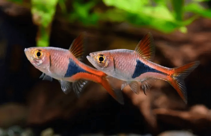 Rasbora-Harlequin