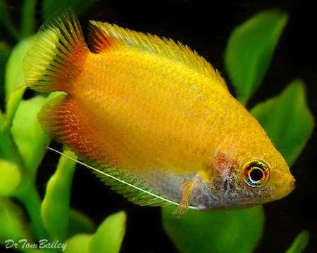 Gourami-Honey