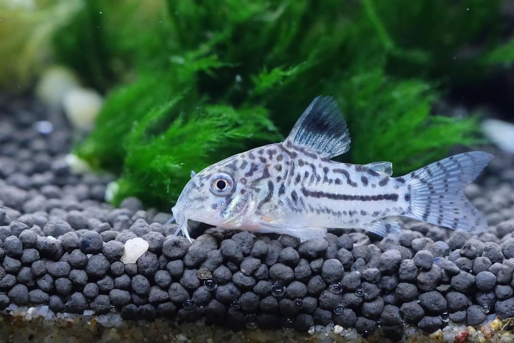 Corydoras-Julii