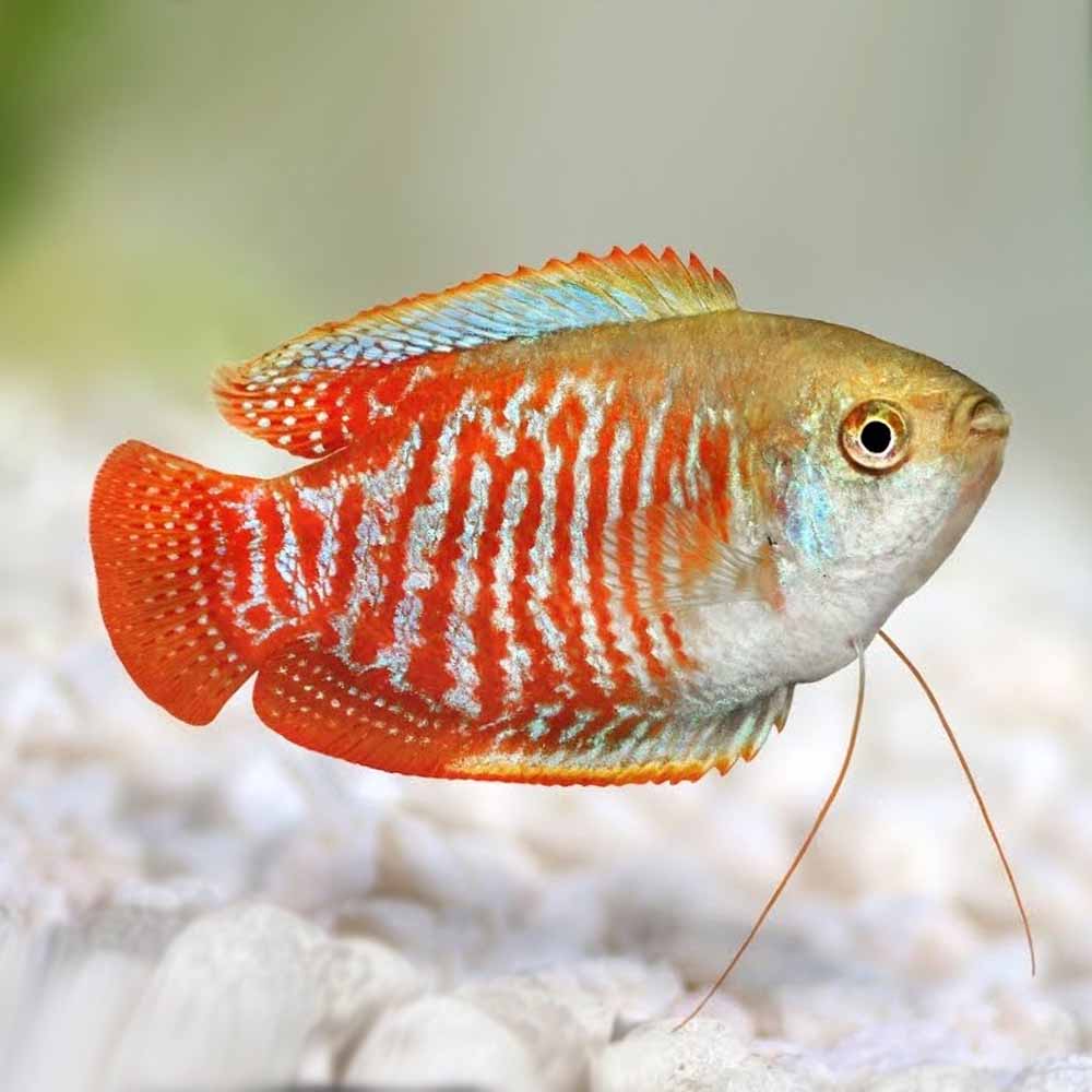Gourami-Dwarf asstd