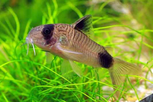 Corydoras-Panda