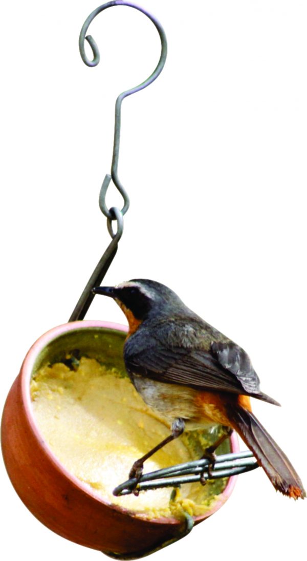 Elaine's nutty putty pudding feeder