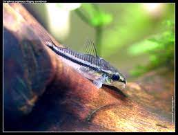Corydoras-Pygmy (10-15mm)