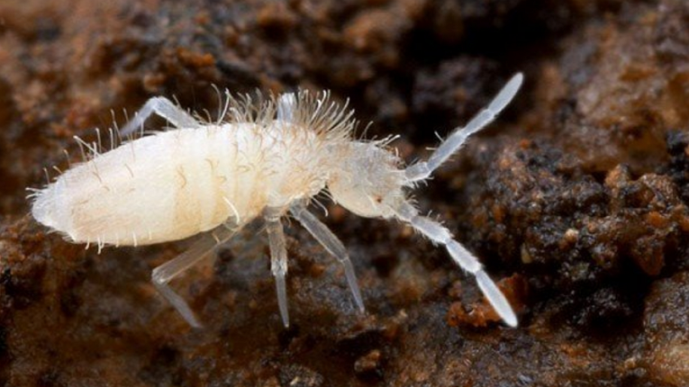 Springtails
