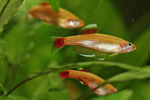 White Cloud Mountain Minnow