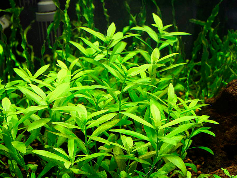 Hygrophila - Local