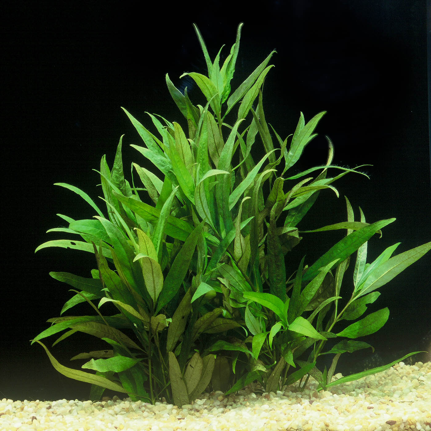 Hygrophila - Local
