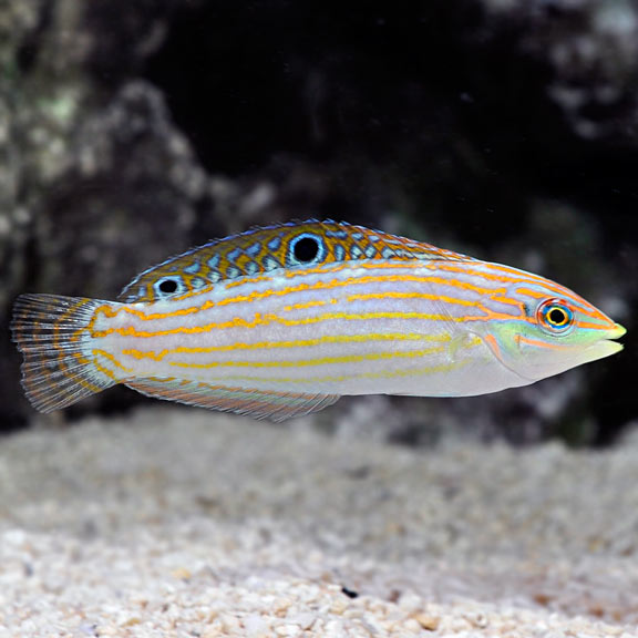 Adorned Wrasse