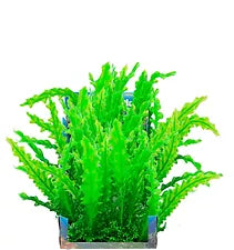 LRG Wavy Edge Sword Bunch Plant