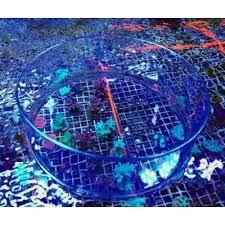 Bubble Magnus Coral Viewer