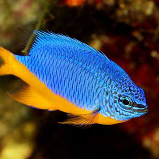 Azure Damsel