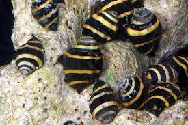 Bumble Bee Snail