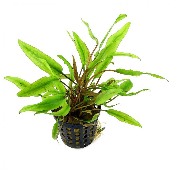 Cryptocoryne Axelrodi
