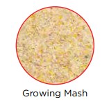 Westermans Growing Mash - 1KG