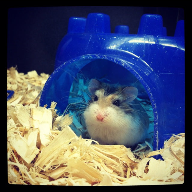 Rodent Igloo