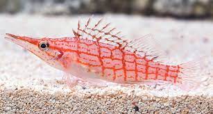 Longnose Hawkfish