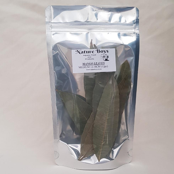 Nature Boys Mango Leaves 12-18cm