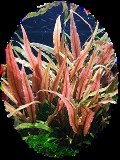 Cryptocoryne Undulatus 'Red'