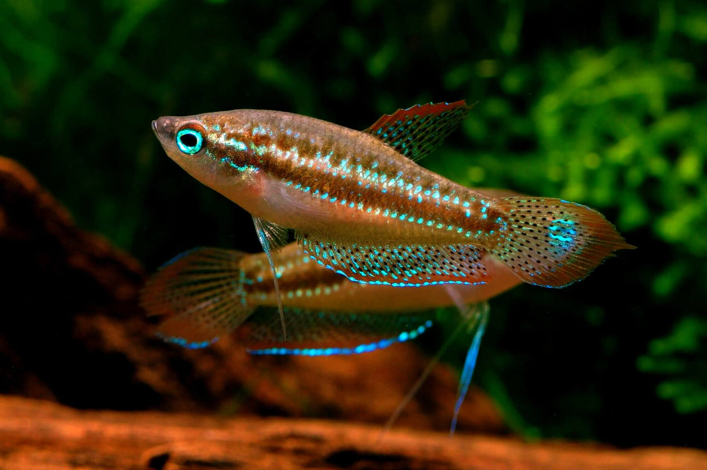 Gourami-Sparkling