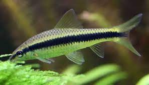 Siamese Algae Eater (40mm)