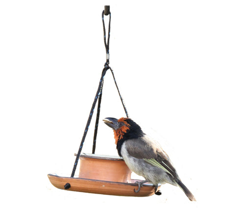 Elaine's Terracotta Mealworm Feeder