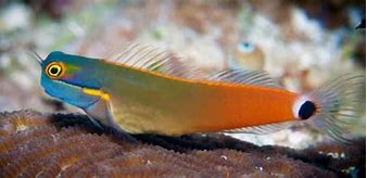 REEF SAFE ALGAE EATERS