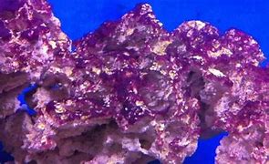 RED SLIME ALGAE-SALTWATER