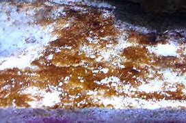 REMOVING BROWN DIATOM ALGAE FROM SALTWATER AQUARIUMS