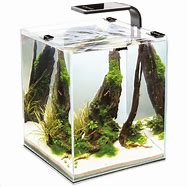 FRESHWATER SHRIMP AND NANO TANKS