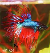 FINROT IN FISH