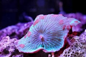 CORAL EATING FLATWORMS